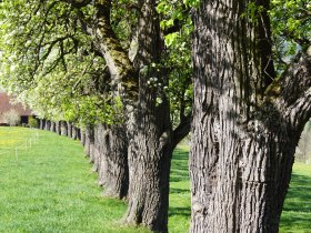 Trefflingblickweg, &copy; Marktgemeinde Seitenstetten
