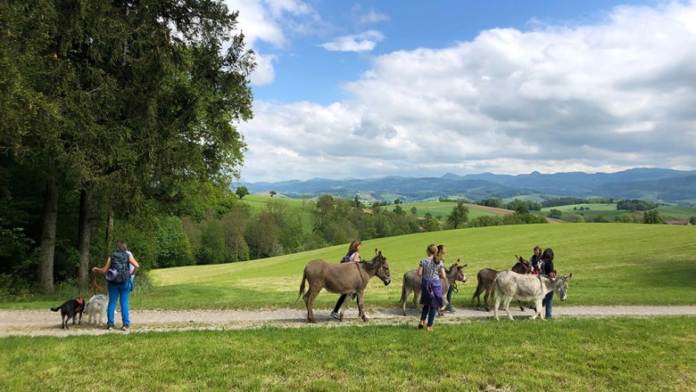 Eselwandern am Esperanzahof, © Mag.a Martina Kotzina, Esperanza- Zentrum für tierunterstützte Pädagogik Eselwandern am Esperanzahof, © Mag.a Martina Kotzina, Esperanza- Zentrum für tierunterstützte Pädagogik