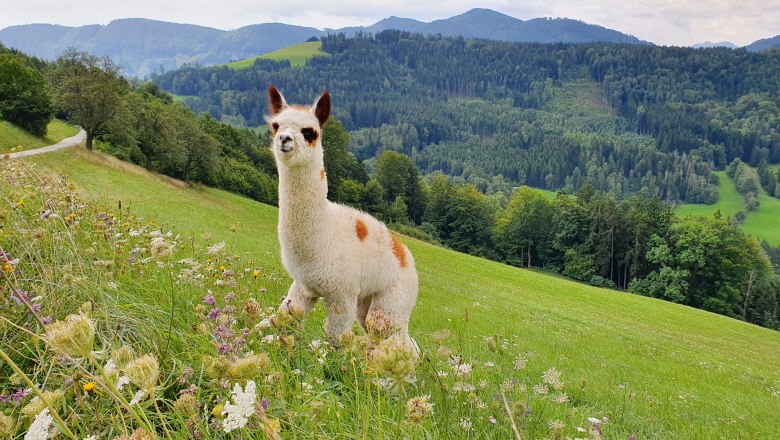 Alpaca - Pink, © Melanie Schweighuber