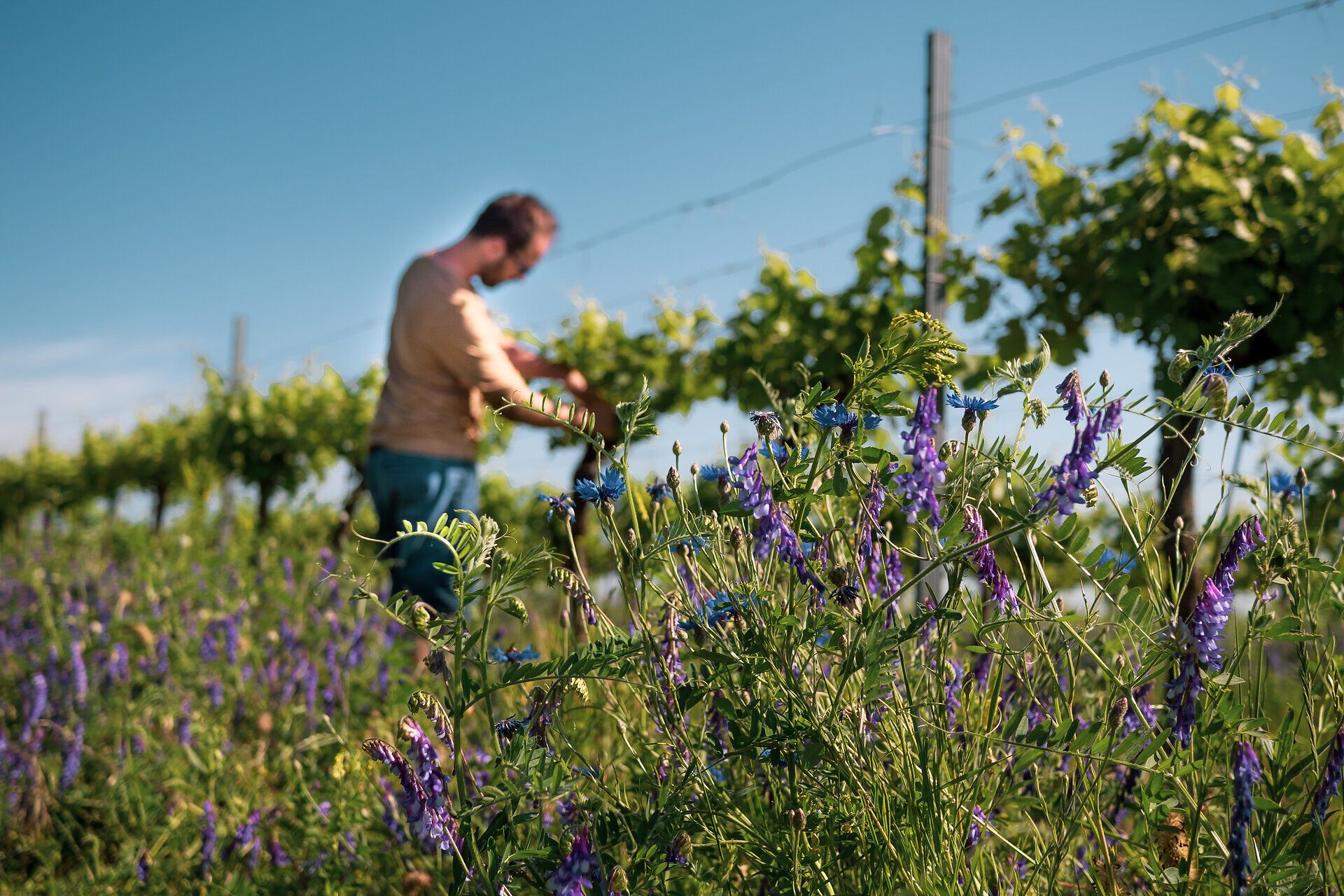 Inmitten der sanften Hügel des Weinlandes blühen violette Wildblumen und verleihen der Landschaft einen Hauch von Farbe. Ein Winzer kümmert sich liebevoll um die Reben, während die Sonne warm auf die Weinrieden scheint. Hier, wo die Natur und die Leidenschaft für Biowein aufeinandertreffen, entsteht ein einzigartiges Erlebnis für alle Sinne.