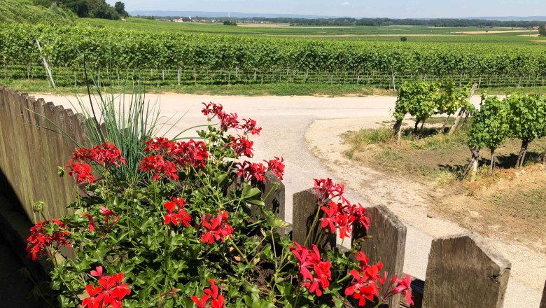 Blick über einen Weinberg mit roten Blumen im Vordergrund.