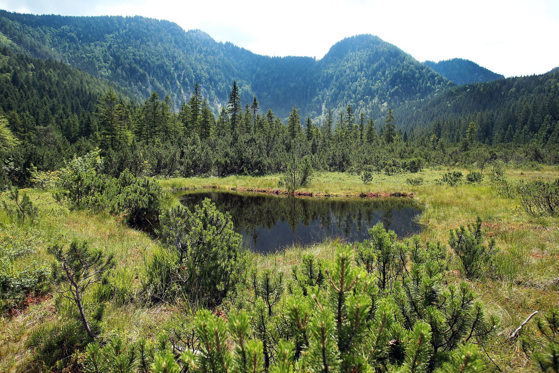Inmitten der unberührten Natur entfaltet sich das Hochmoor Leckermoos in seiner vollen Pracht. Die sanften Hügel und das glitzernde Wasser des kleinen Teiches laden zu erholsamen Spaziergängen ein, während die frische Bergluft die Sinne belebt. Hier, wo die Ruhe der Natur herrscht, findet jeder Besucher einen Ort der Entspannung und Inspiration.