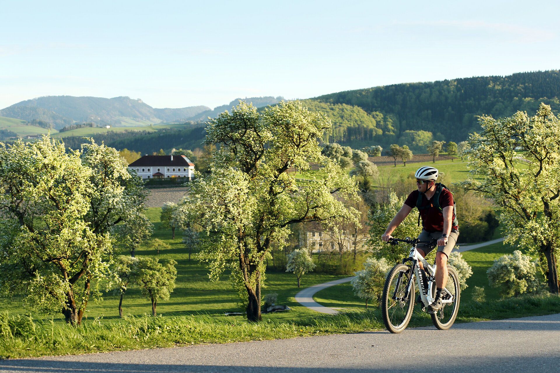 Radfahrer unterwegs zwischen Birnbäumen und Wiesen.