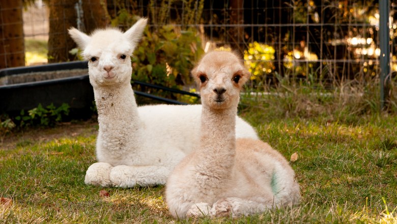 Freddy und Ilvy, © Alpakagarten Texingtal