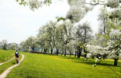 Die Birnbaumblüte verzaubert die Landschaft mit ihren zarten, weißen Blüten, die im sanften Frühlingslicht erstrahlen. Radfahrer genießen die idyllische Umgebung, während sie durch die blühenden Obstgärten und die saftigen Wiesen gleiten. Ein perfekter Ort, um die Schönheit der Natur und die frische Luft zu erleben.