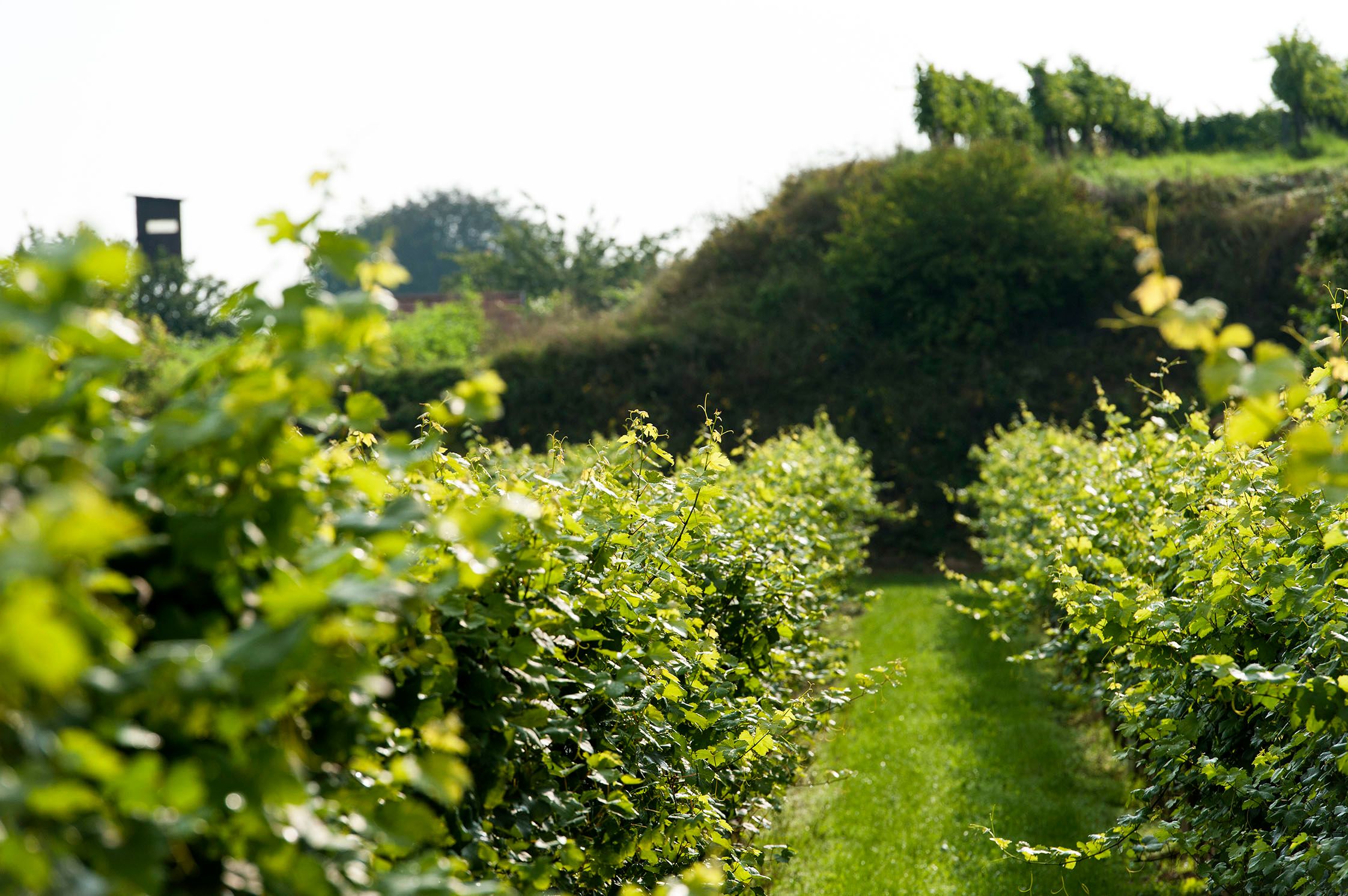 Ein grüner Weingarten mit Reihen von Weinreben und einem Hügel im Hintergrund.