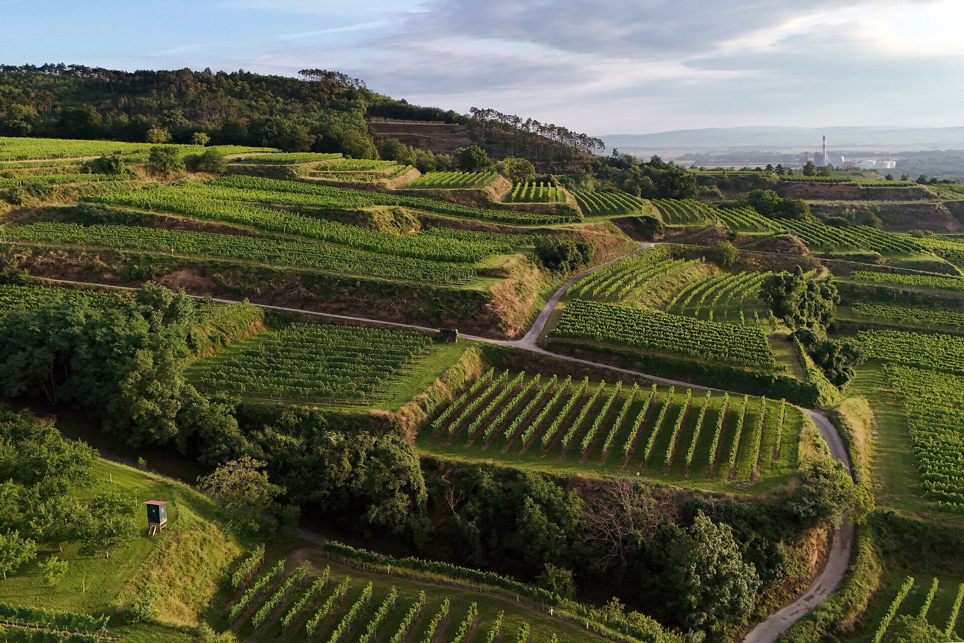 Weitblick über das Weinland Traisental.