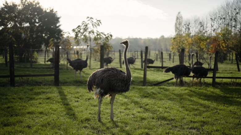 Ebner Ostrich Farm, © Moststraße, dochbodnliacht
