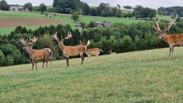 Wildpark Hochrie&szlig; - nur 35 Min. vom Happy Nest entfernt und immer eine Reise wert., &copy; Martin Bachner_Happy Nest