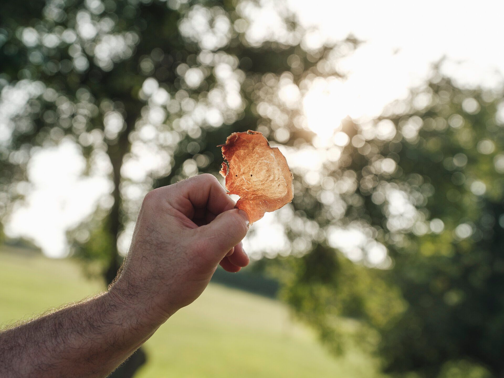 Ein strahlender Sonnenstrahl durchbricht die Bäume und beleuchtet die knusprige Kartoffelscheibe, die in der Hand gehalten wird. Die frische Luft und die umgebende Natur laden dazu ein, die kleinen Freuden des Lebens zu genießen. Hier, wo Kulinarik und Genuss aufeinandertreffen, wird jeder Bissen zu einem Erlebnis.