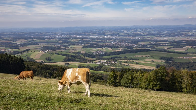 Auch die Kühe genießen die herrliche Aussicht, © Theo Kust