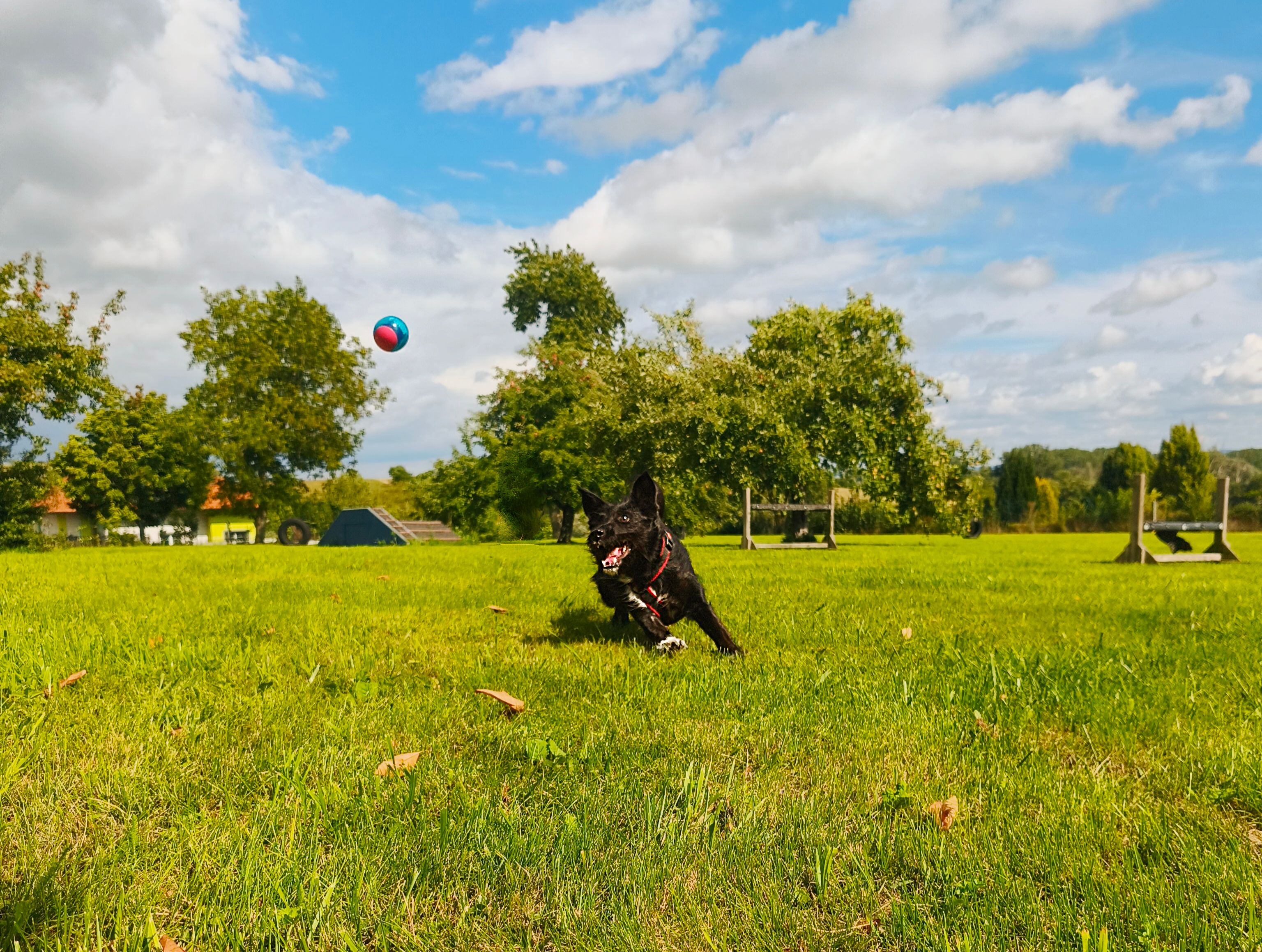 Hundezone Hafnerbach