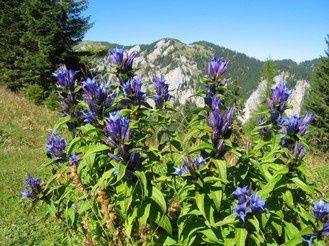 WANDERBLUME ST. AEGYD_6 - Schwalbenschwanzenzianweg