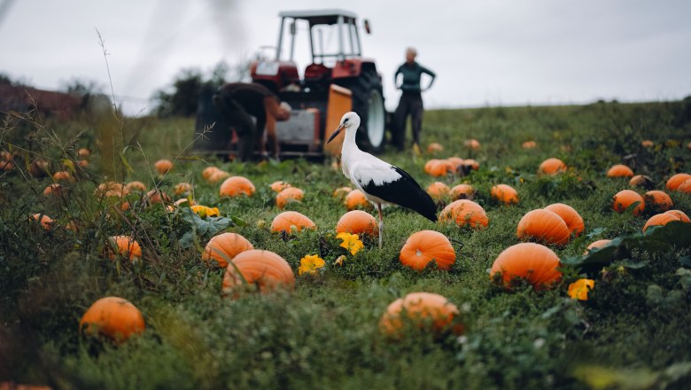 Organic pumpkin farm Metz, © Moststraße, dochbodnliacht