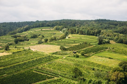 Herrliche Ausblicke von der Aussichtswarte Korkenzieher, © Niederösterreich Werbung/Mara Hohla