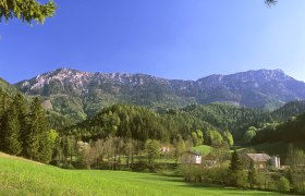 WANDERBLUME ST. AEGYD_12  - Mehlprimelweg, &copy; Fred Haubenwallner, St. Aegyd