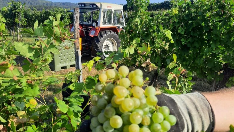 Grape, &copy; Bauer Biohof