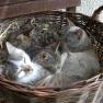 Kittens, &copy; Familie Baumann