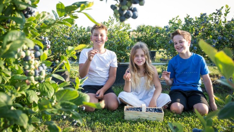 Delicious blueberries, © Wurzers Genuss- und Erlebnishof