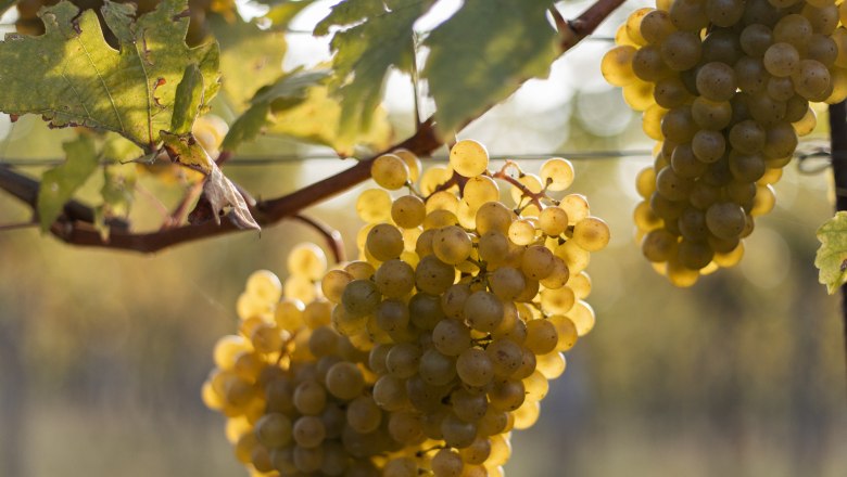 Weinreben im Traisental, &copy; Katja Prei&szlig;