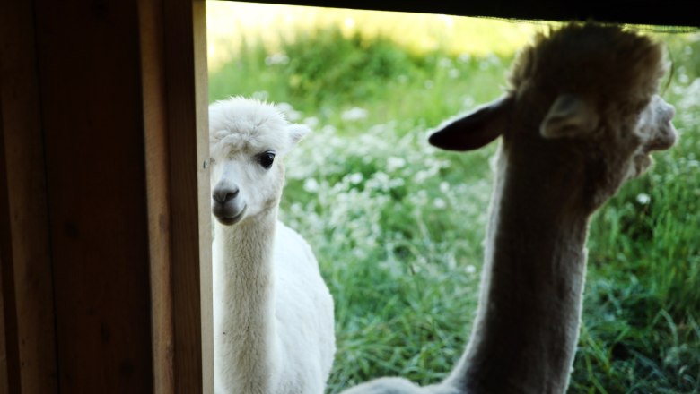 Alpacas, © Weinfranz