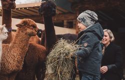 Kind füttert Alpaka mit Heu auf dem Adventmarkt in Scheibbs.