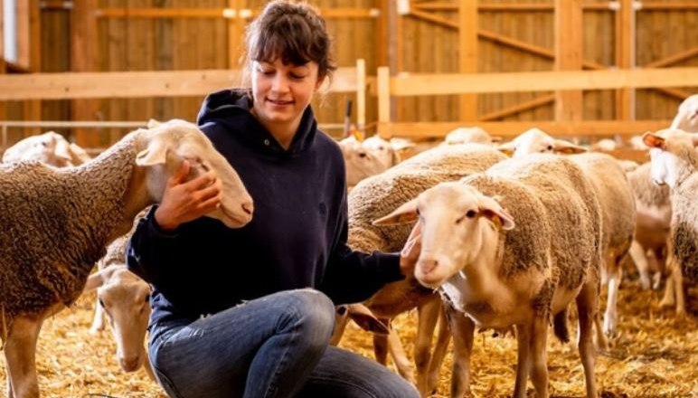 Schafkäse von der Milch der eigenen "Michlmäderln", © Milchmäderl