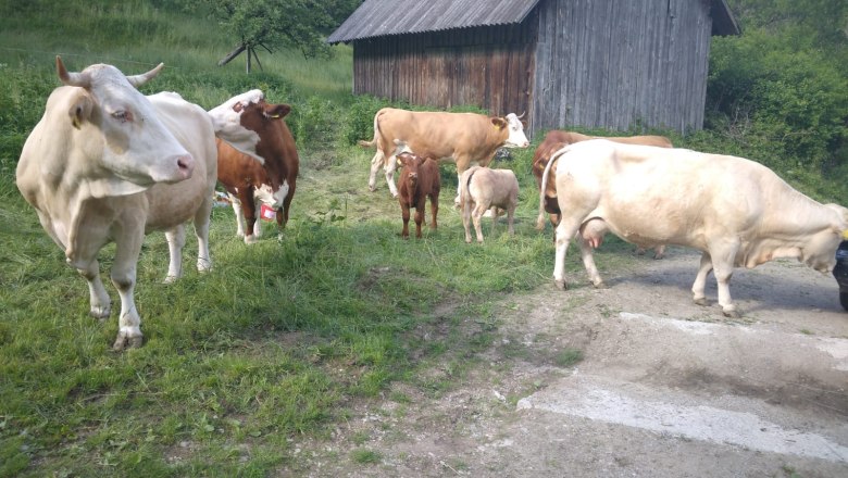 Organic farm Wiesbauer, &copy; Pfeffer