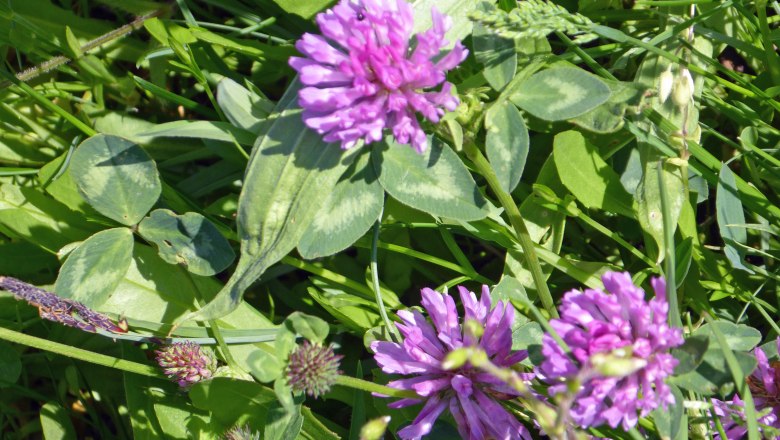 loan_clover, © Zulehen