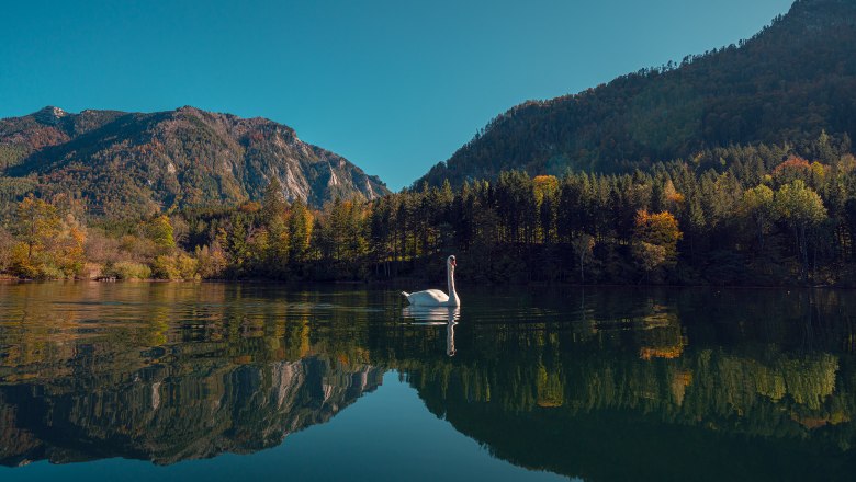Ein Schwan schwimmt auf einem ruhigen See, umgeben von bewaldeten Bergen unter klarem Himmel.