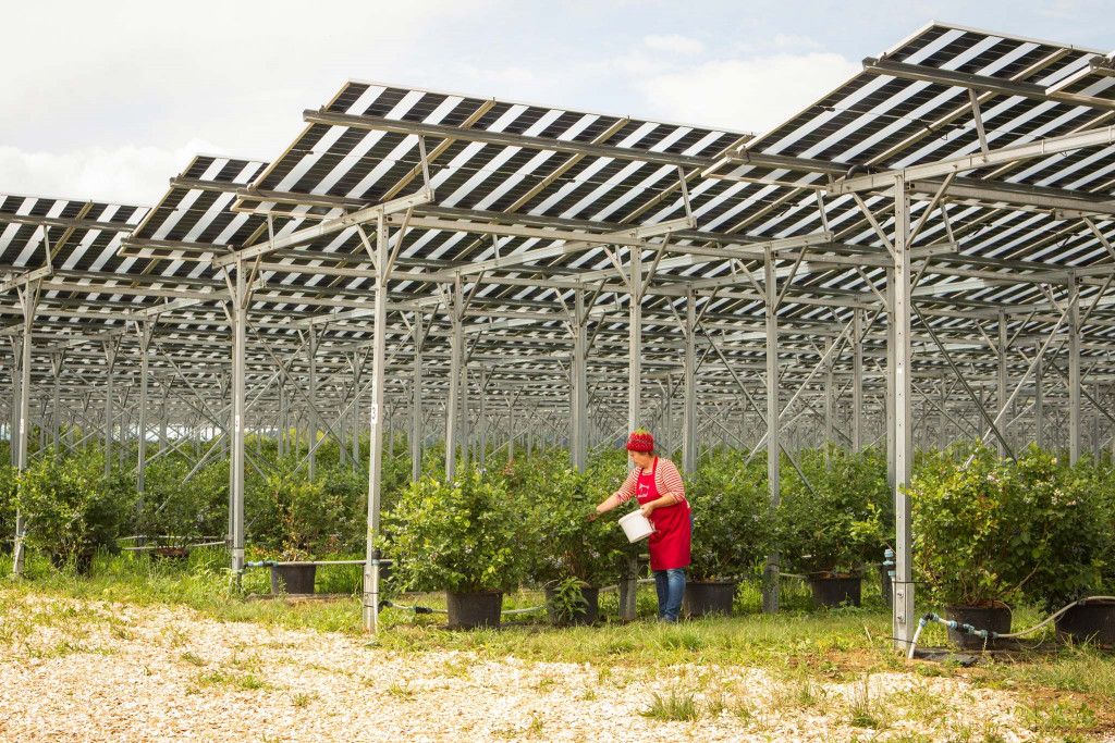 Beeren selber pflücken in Wurzers Beerenparadies in Bodensdorf bei Wieselburg
