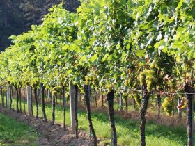 Entlang der Weing&auml;rten spazieren, &copy; Melanie P&ouml;chacker