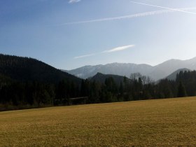 Scheiklh&ouml;he_Rundweg_6_Stengelloser Enzian, &copy; Nordisches Zentrum St. Aegyd