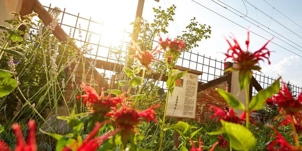 Ein sonniger Kräutergarten mit roten Blüten und Infotafel.