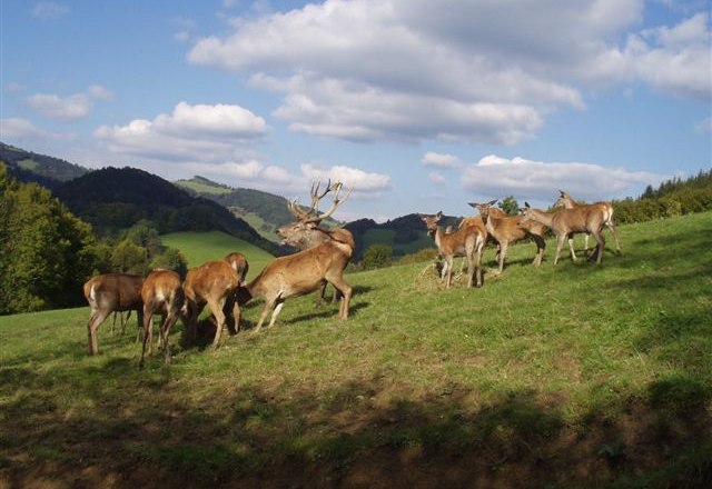 Eine Gruppe von Hirschen auf einer gr&uuml;nen Wiese mit H&uuml;geln im Hintergrund.