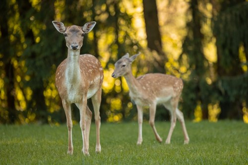 Ein kleines Reh steht mit seiner Mutter auf einer grünen Wiese.