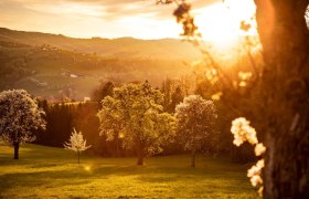 Photo point pear trees sunset, © schwarz-koenig.at