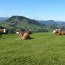 The cows also enjoy the beautiful hilly landscape, © Urlaub am Bauernhof – Fam. Schweighuber