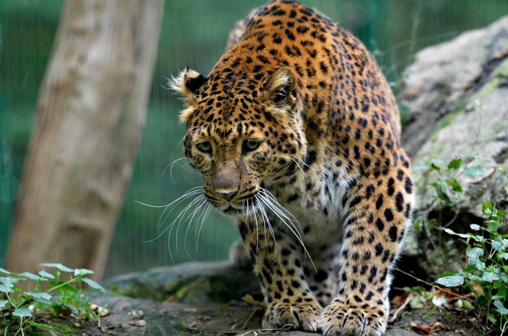 Leopard im Tierpark Haag