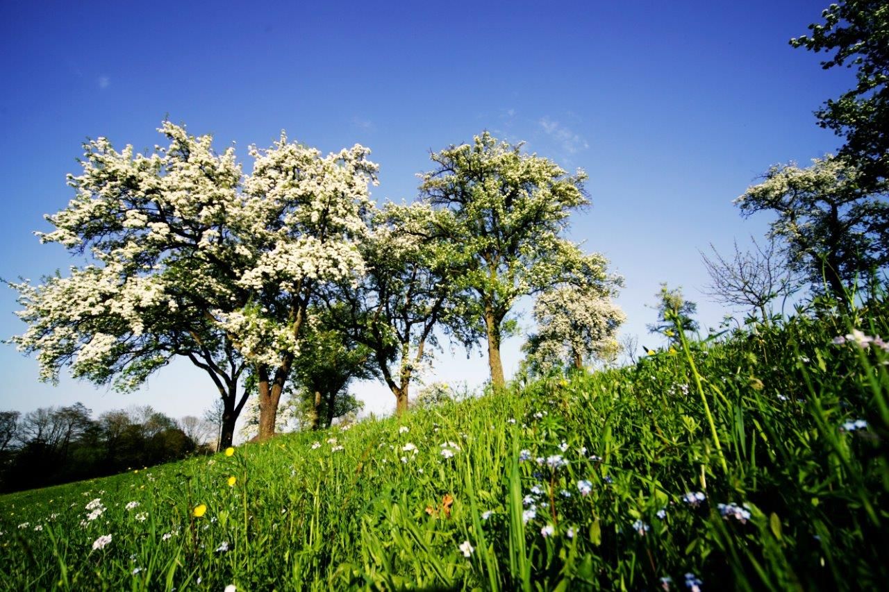 Blühende Obstbäume auf einer grünen Wiese unter blauem Himmel.