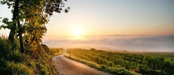 Herbstliche Weinlandschaft bei Nußdorf ob der Traisen, © schwarz-koenig.at