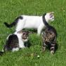 die Katzen freuen sich über Streicheleinheiten, © poidlbauer