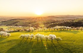 Birnbaumbl&uuml;te an der Moststra&szlig;e, &copy; Robert Herbst