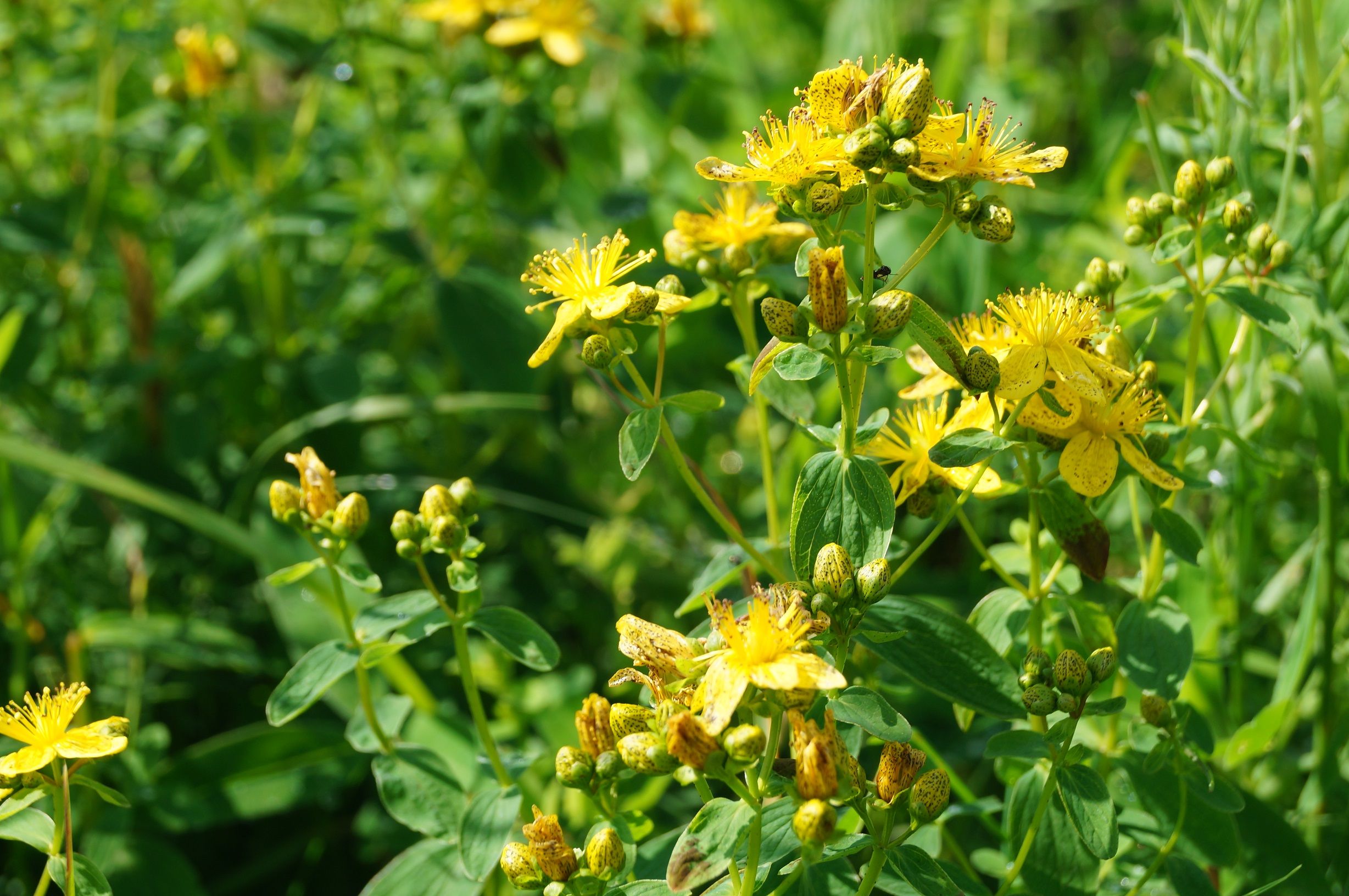 Gelbe Johanniskrautblüten in einem grünen Garten.
