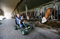 Ein kleiner Junge fährt fröhlich auf seinem Pedal-Gokart durch den Bauernhof, umgeben von sanften Kühen, die friedlich im Stall grasen. Die ländliche Idylle und die frische Luft laden zu unvergesslichen Abenteuern ein, während die Sonne über den Mostviertler Hügeln strahlt.