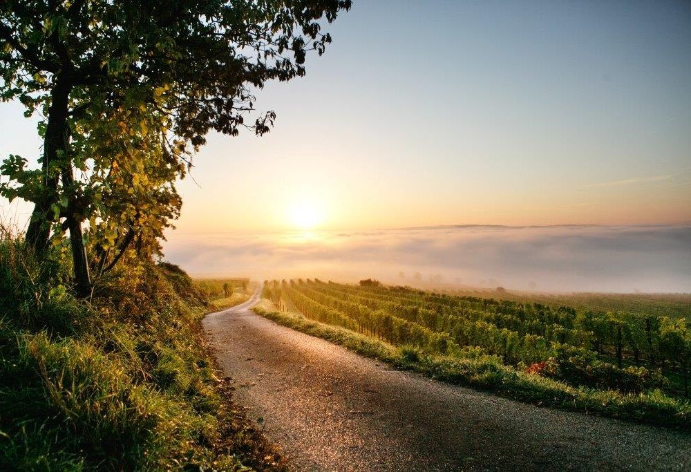 Herbstliche Weinlandschaft bei Nußdorf ob der Traisen