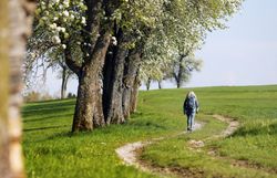 Die sanften Hügel der Moststraße erblühen im Frühling in einem Meer aus weißen Blüten, während ein ruhiger Wanderweg durch die malerische Landschaft führt. Die frische Luft und das sanfte Licht schaffen eine einladende Atmosphäre, die zum Verweilen und Genießen einlädt.