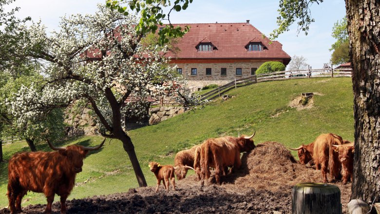 Hochlandrinder auf einer Wiese vor einem Bauernhaus.