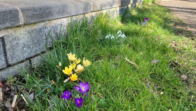 Harbingers of spring, &copy; Landhof Lydia