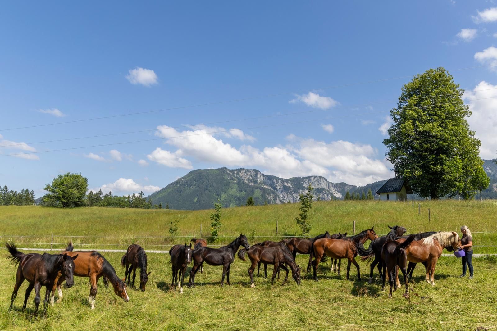 Eine Gruppe von Pferden auf einer grünen Wiese vor einer Bergkulisse, mit einer Person, die einen Eimer hält.